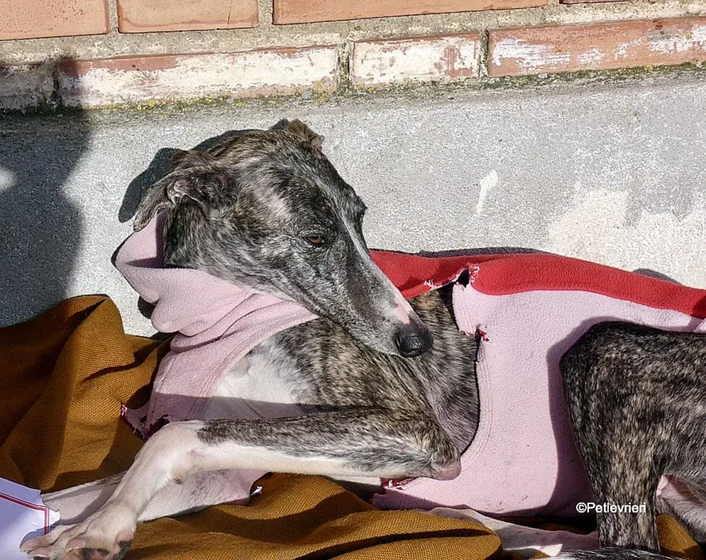 Barbie adozione levrieri galgo 19