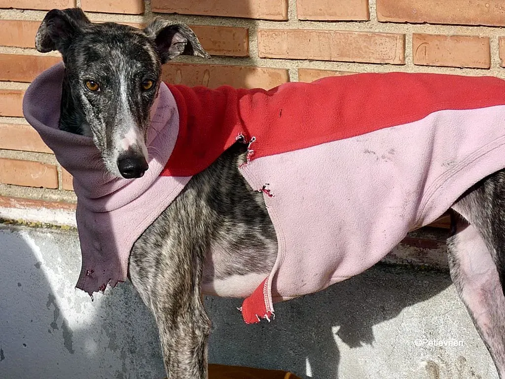 Barbie adozione levrieri galgo 2