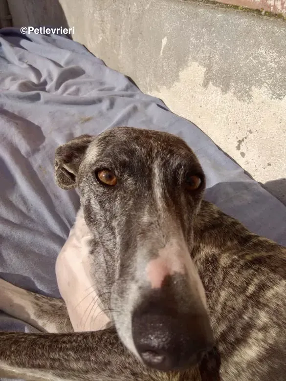 Barbie adozione levrieri galgo 20