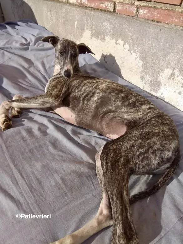 Barbie adozione levrieri galgo 21