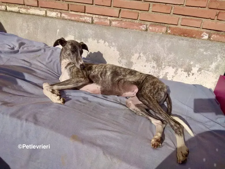 Barbie adozione levrieri galgo 22