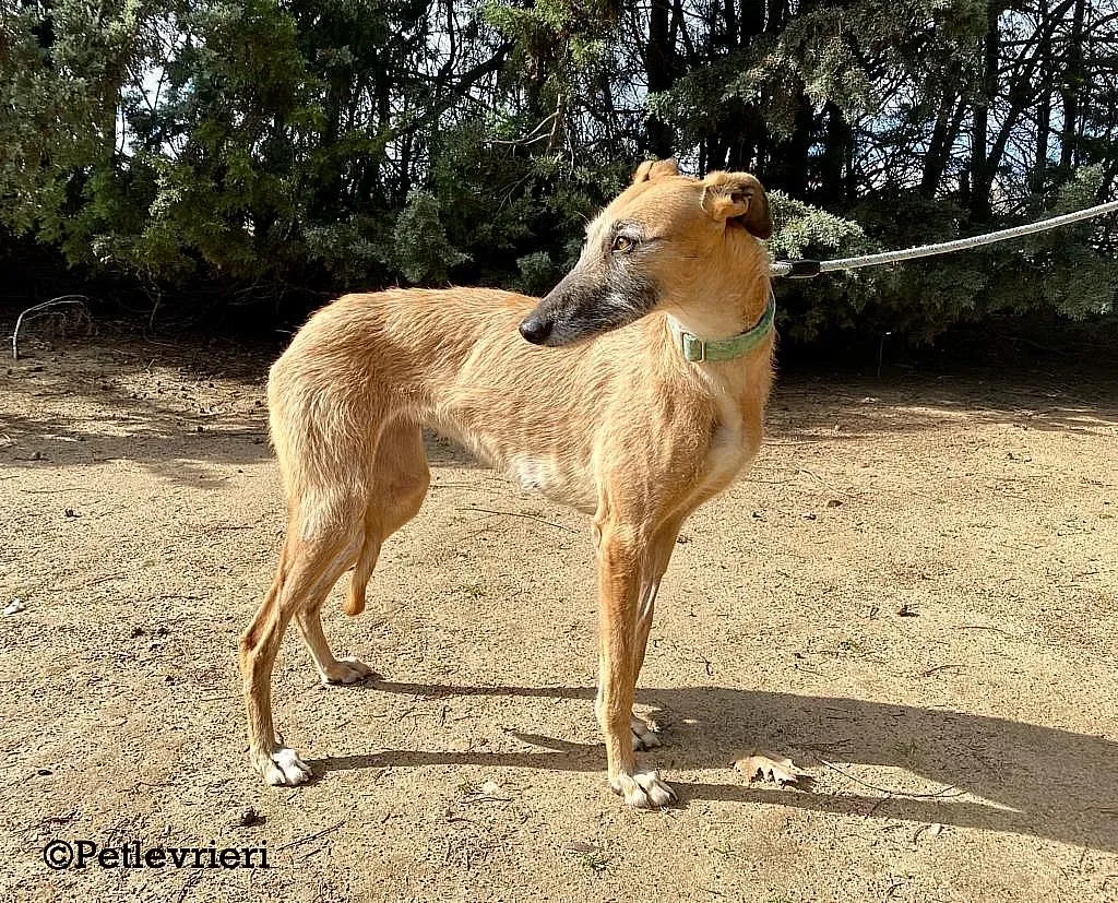 Barbie adozione levrieri galgo 02