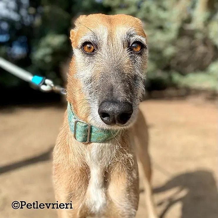 Barbie adozione levrieri galgo 03