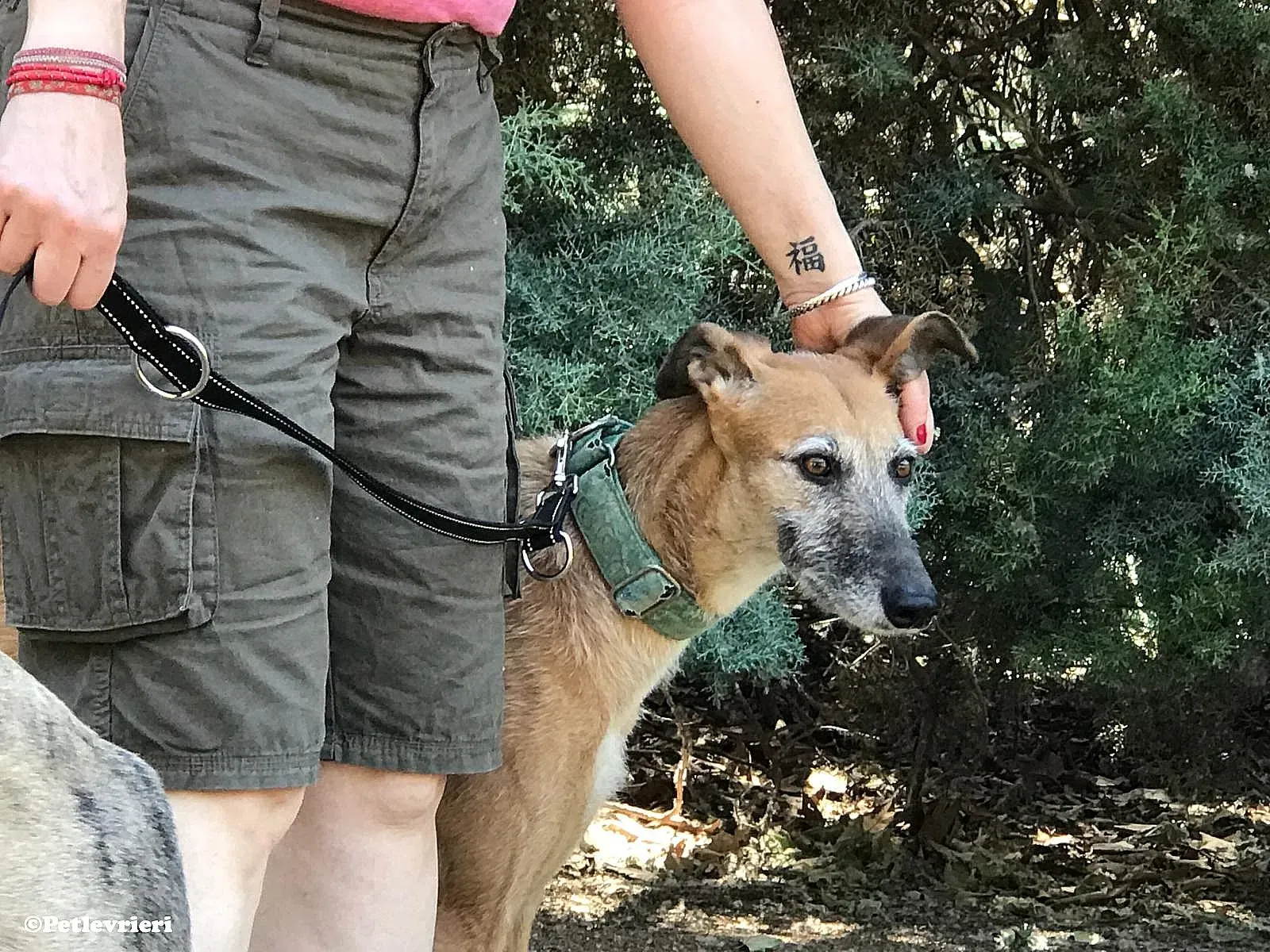 Barbie adozione levrieri galgo 04