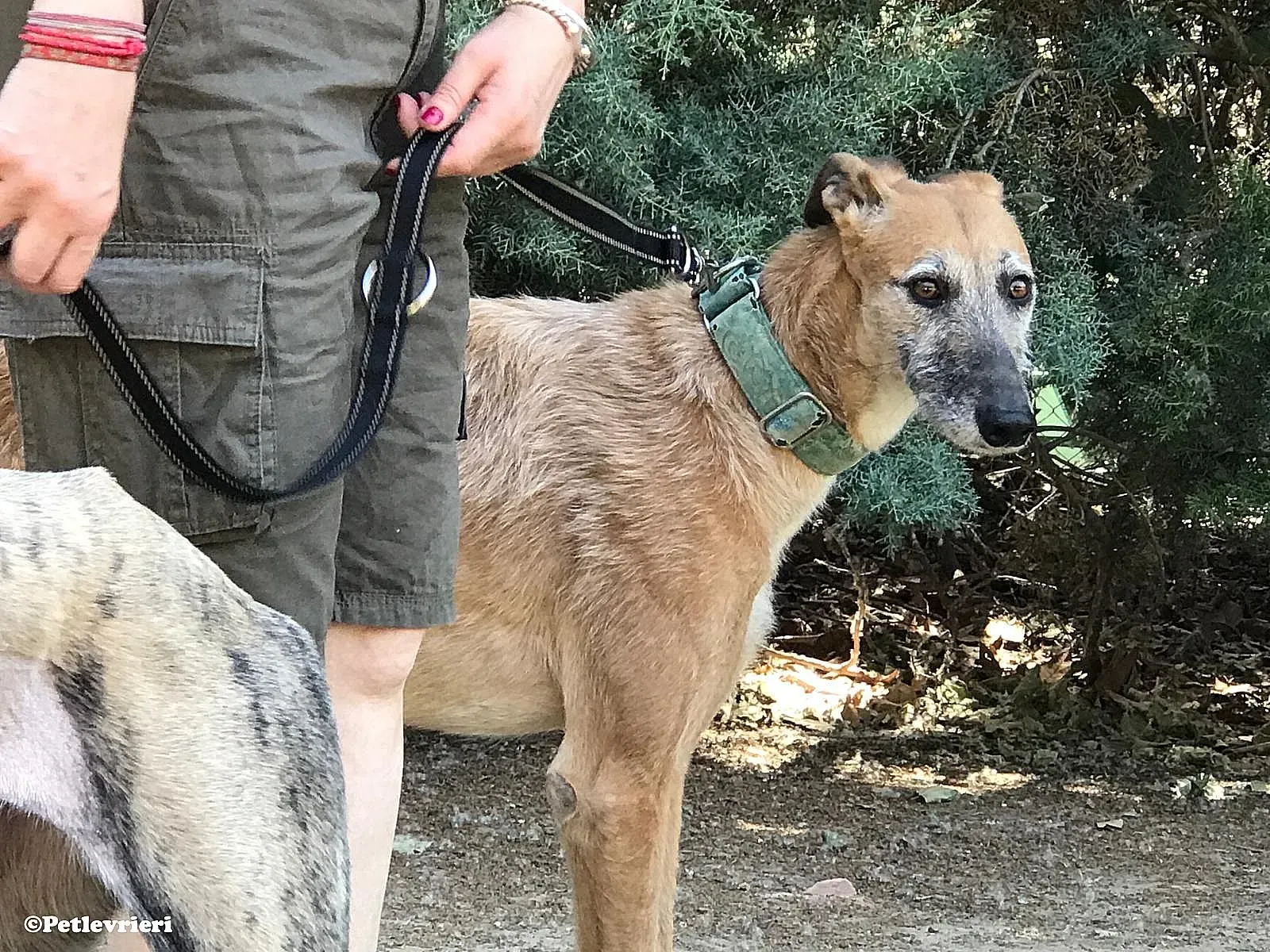 Barbie adozione levrieri galgo 05