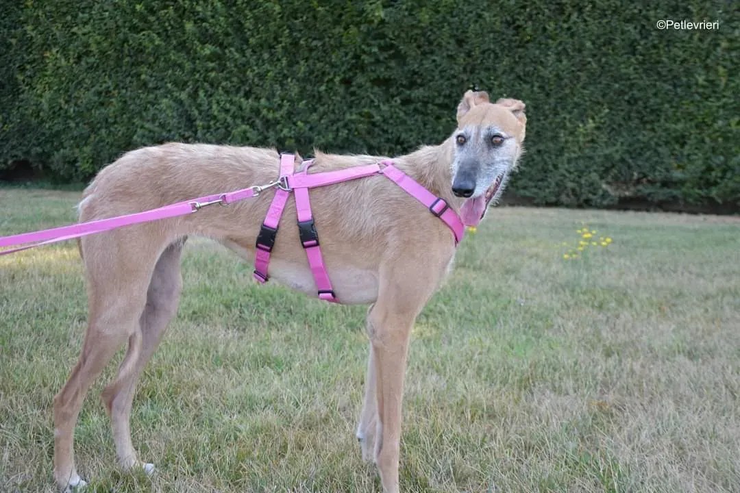 Barbie adozione levrieri galgo 2