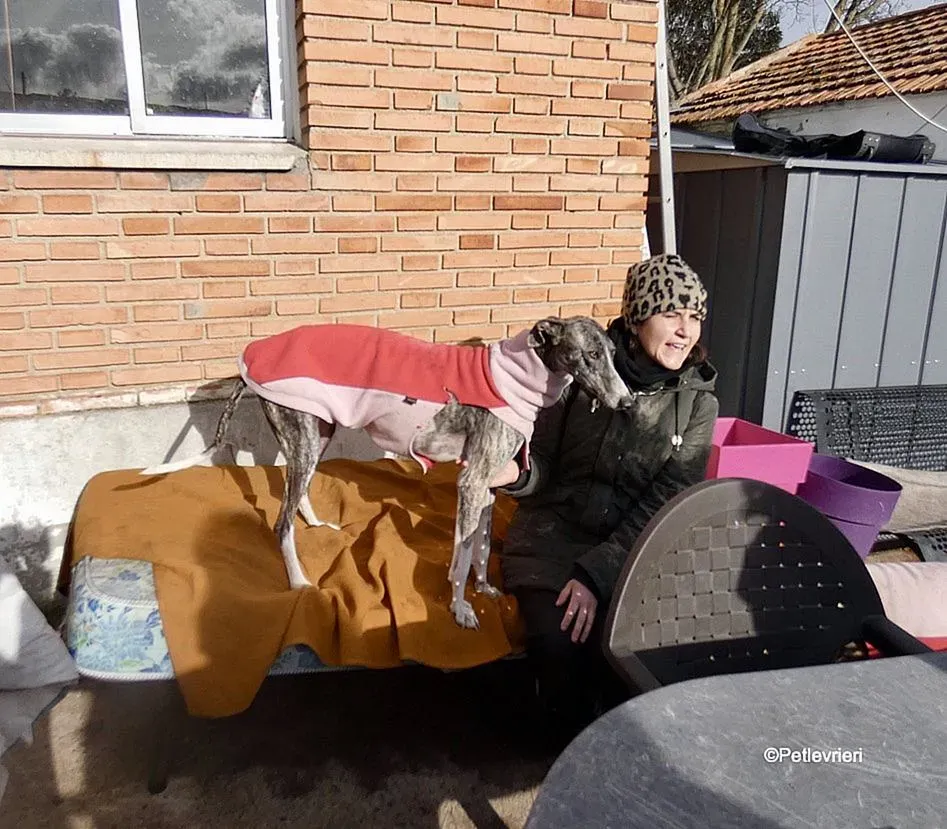 Barbie adozione levrieri galgo 3