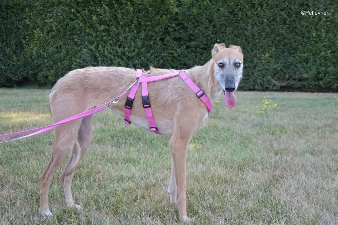 Barbie adozione levrieri galgo 3