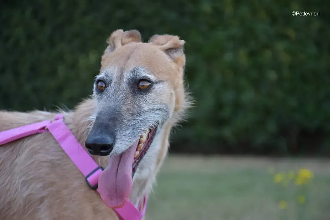 Barbie adozione levrieri galgo 4