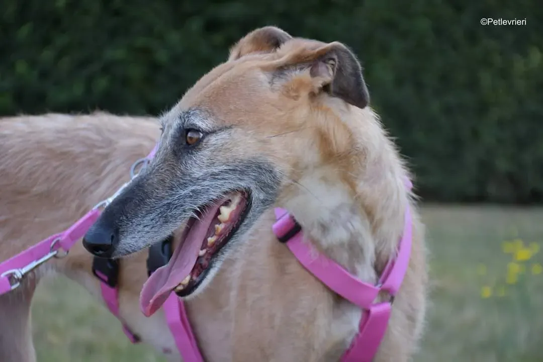 Barbie adozione levrieri galgo 5