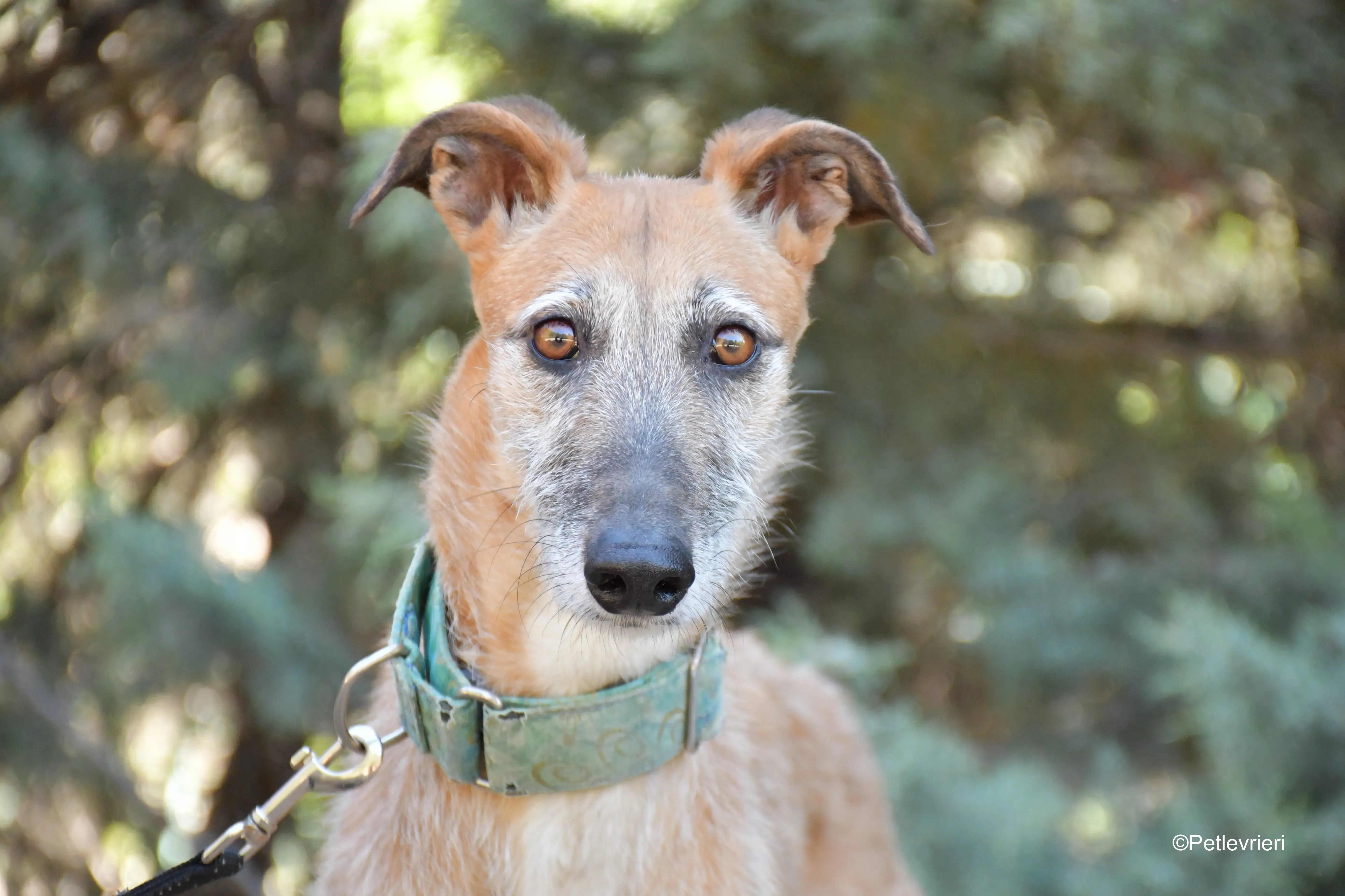 Barbie adozione levrieri galgo 4