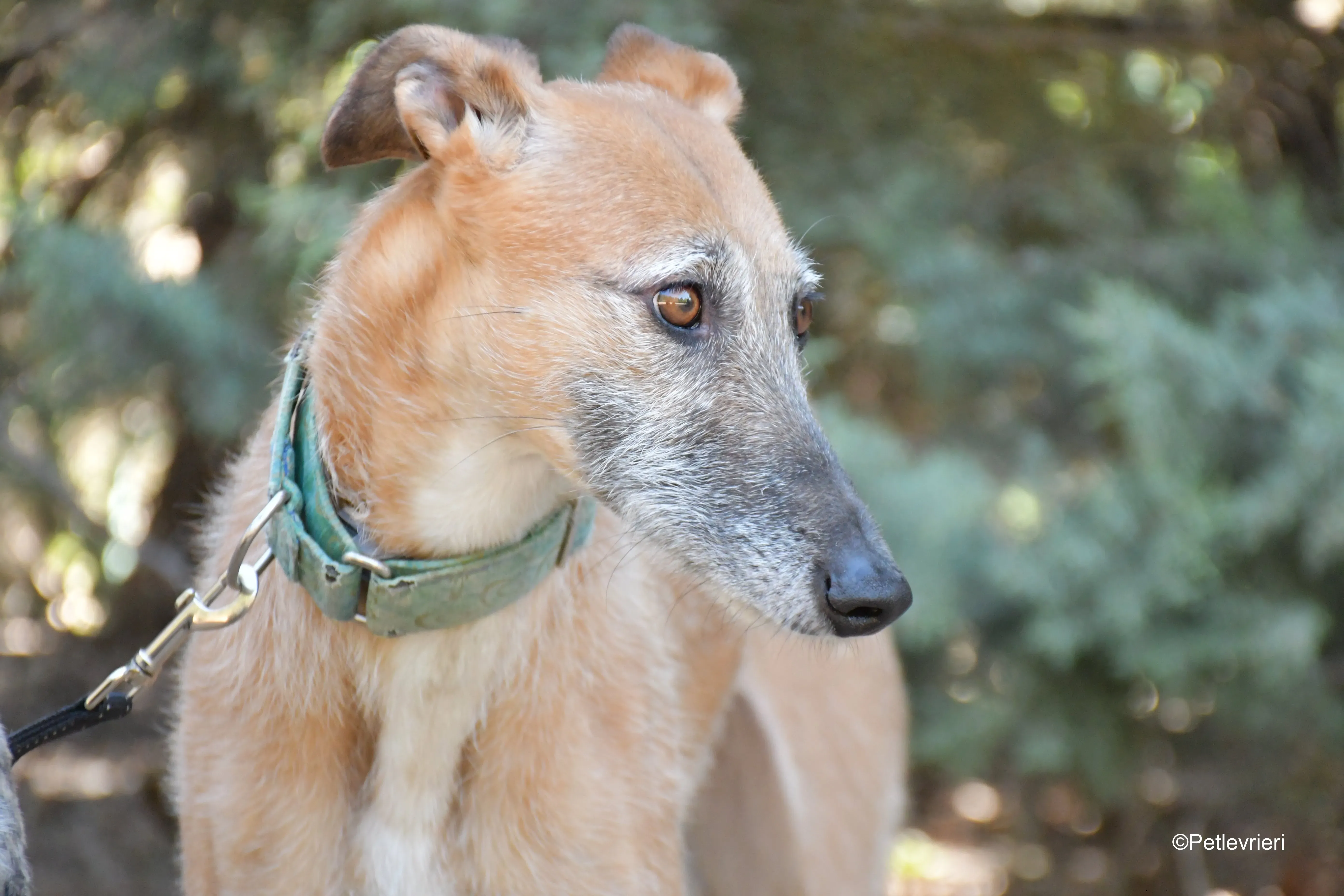 Barbie adozione levrieri galgo 5