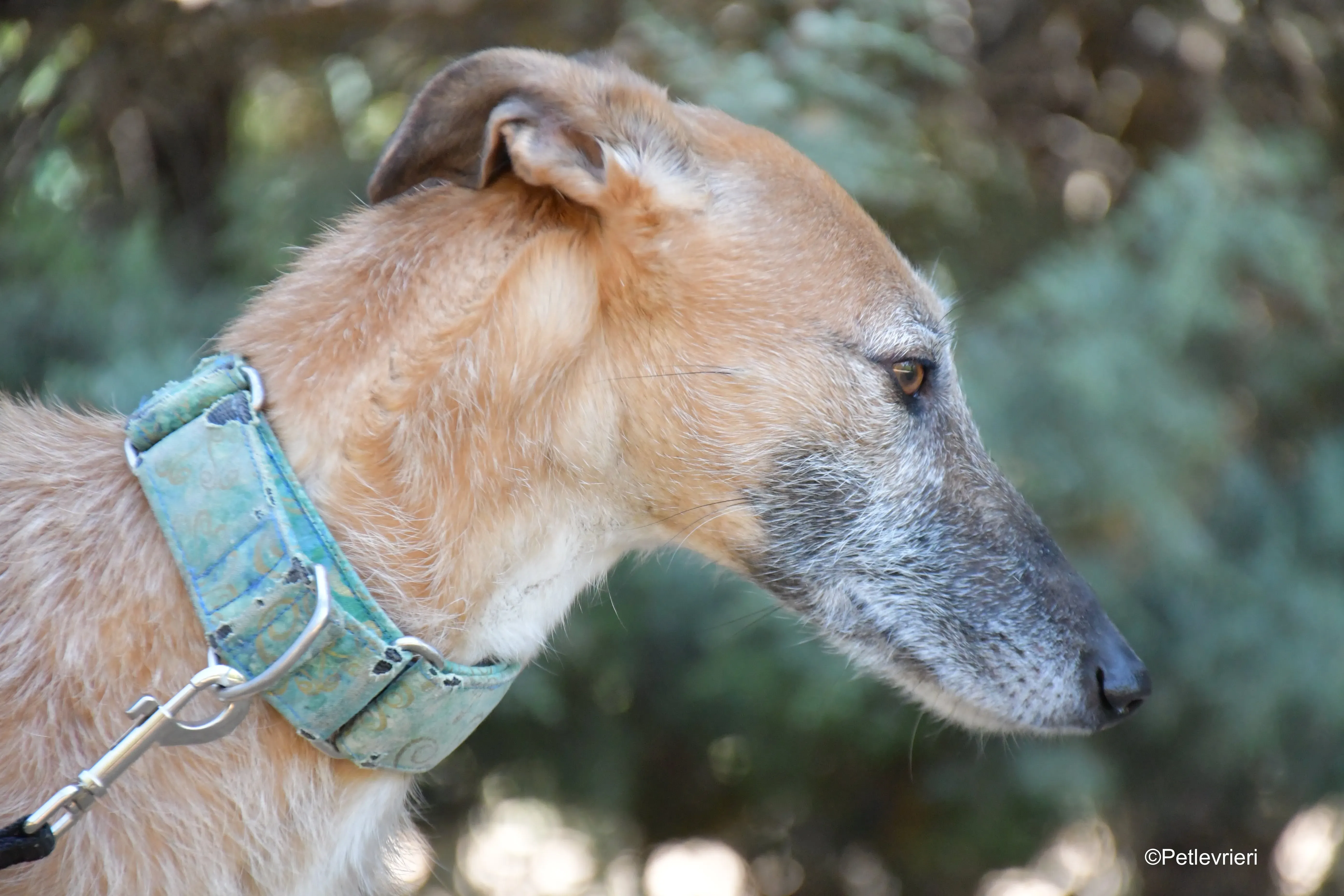 Barbie adozione levrieri galgo 7