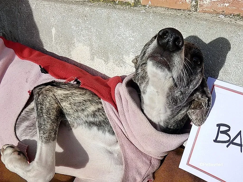 Barbie adozione levrieri galgo 9 1024x768 1