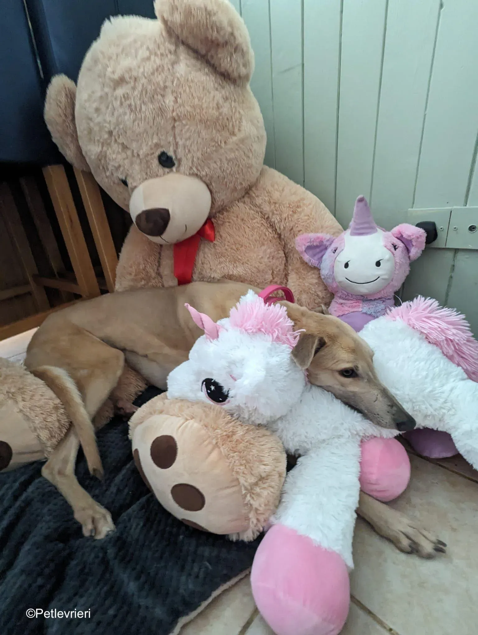 Barbie adozione levrieri greyhound 11