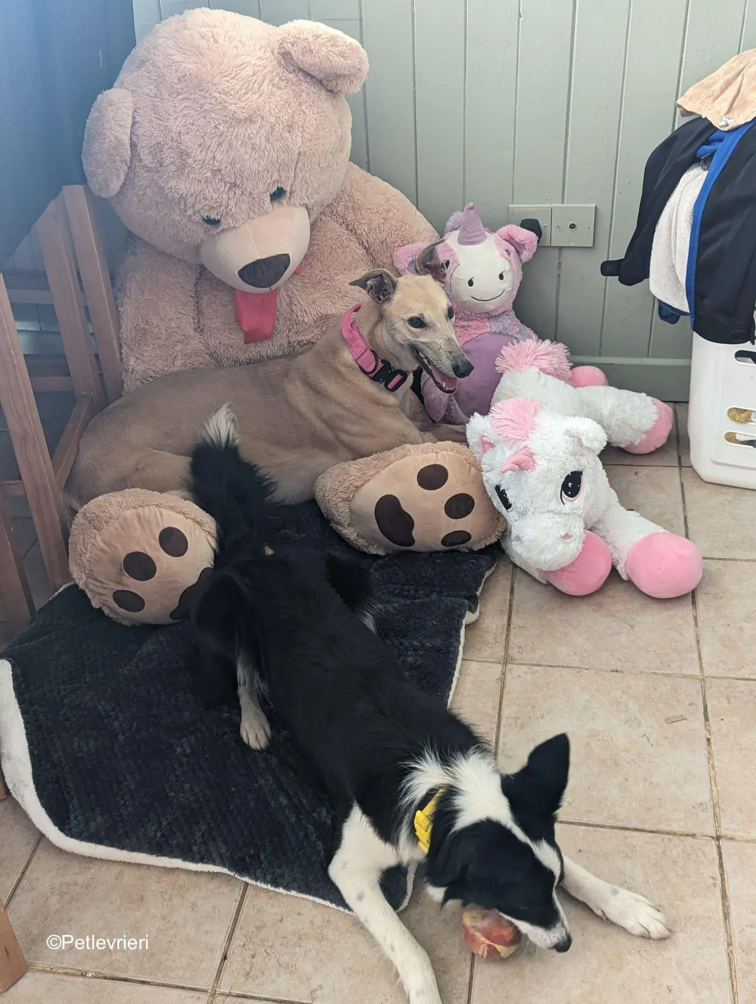 Barbie adozione levrieri greyhound 12