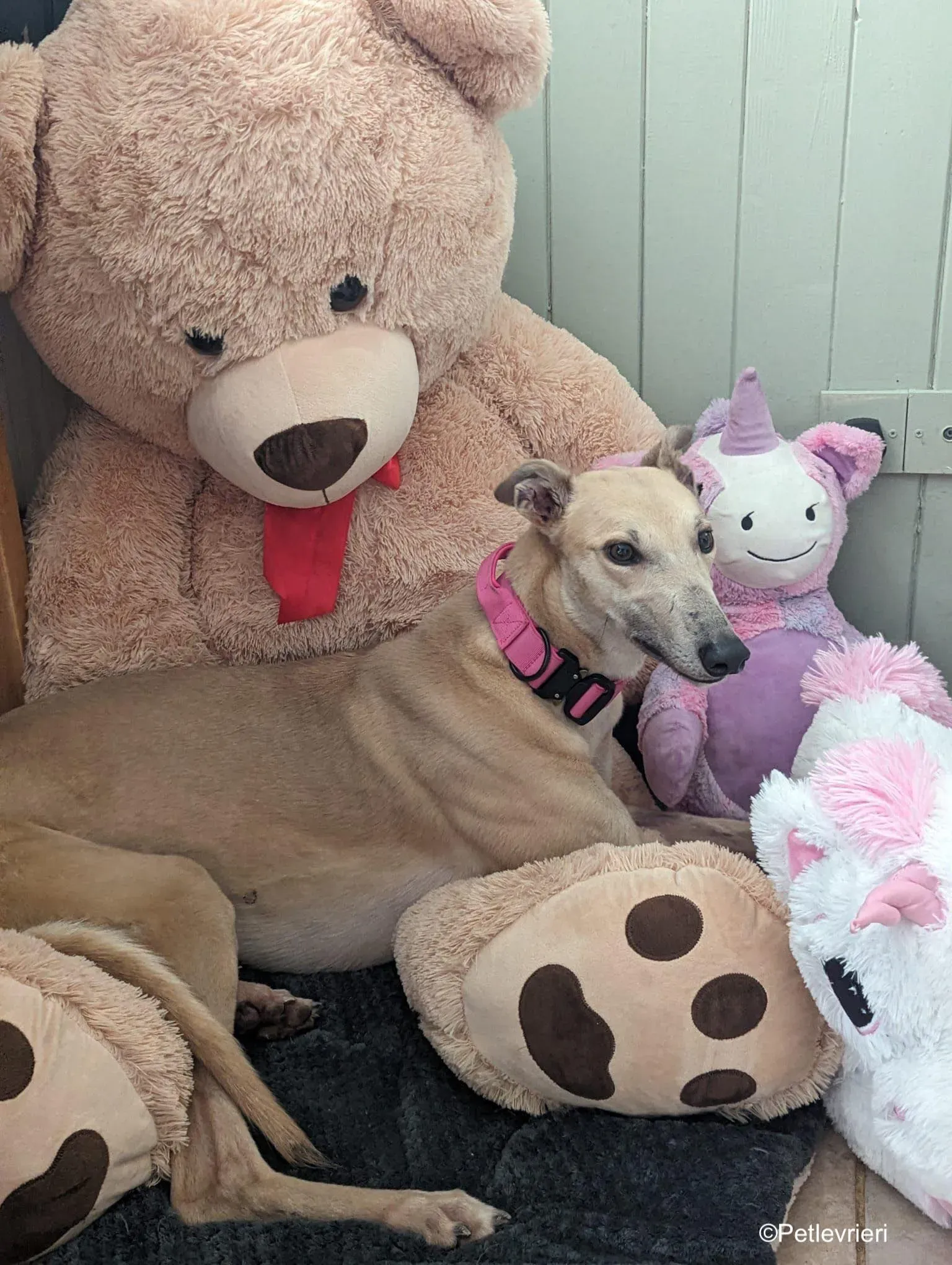 Barbie adozione levrieri greyhound 13