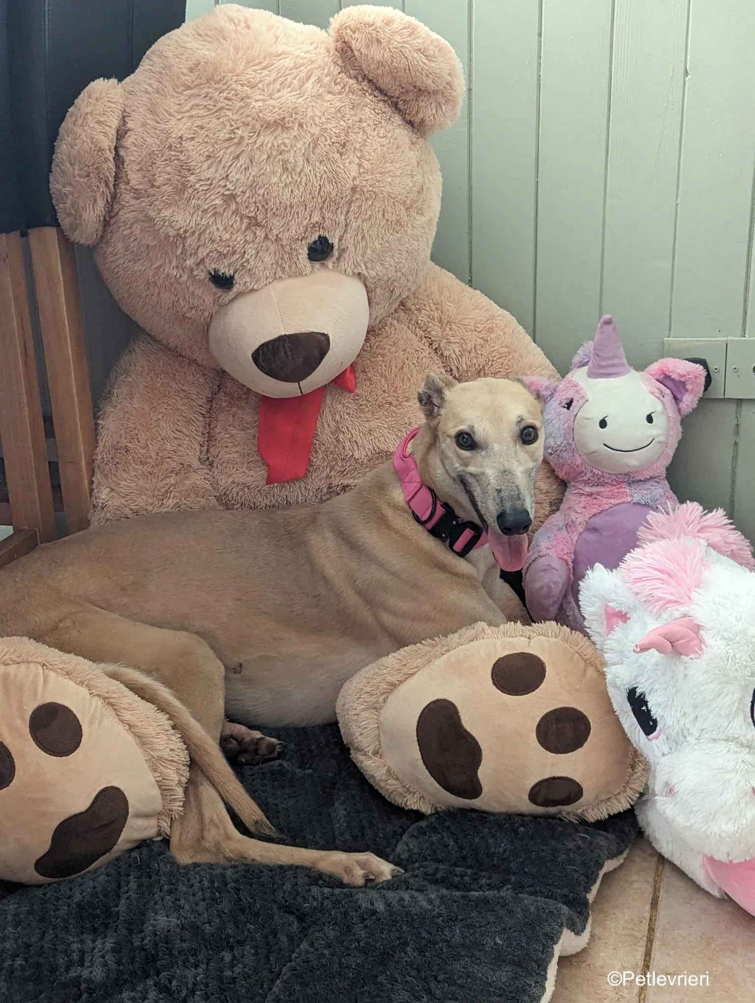 Barbie adozione levrieri greyhound 14