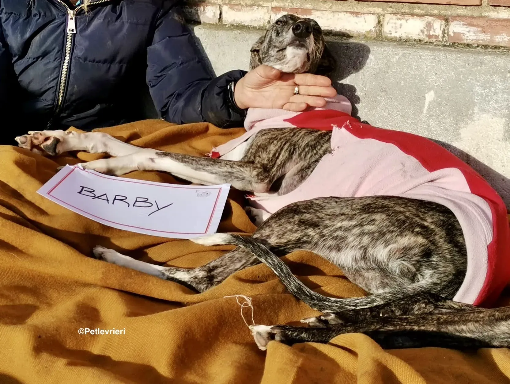 Barby adozione levrieri galgo 01