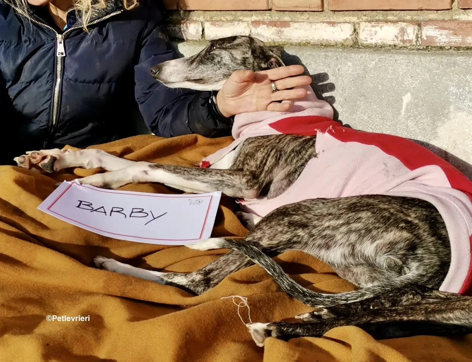 Barby adozione levrieri galgo 02