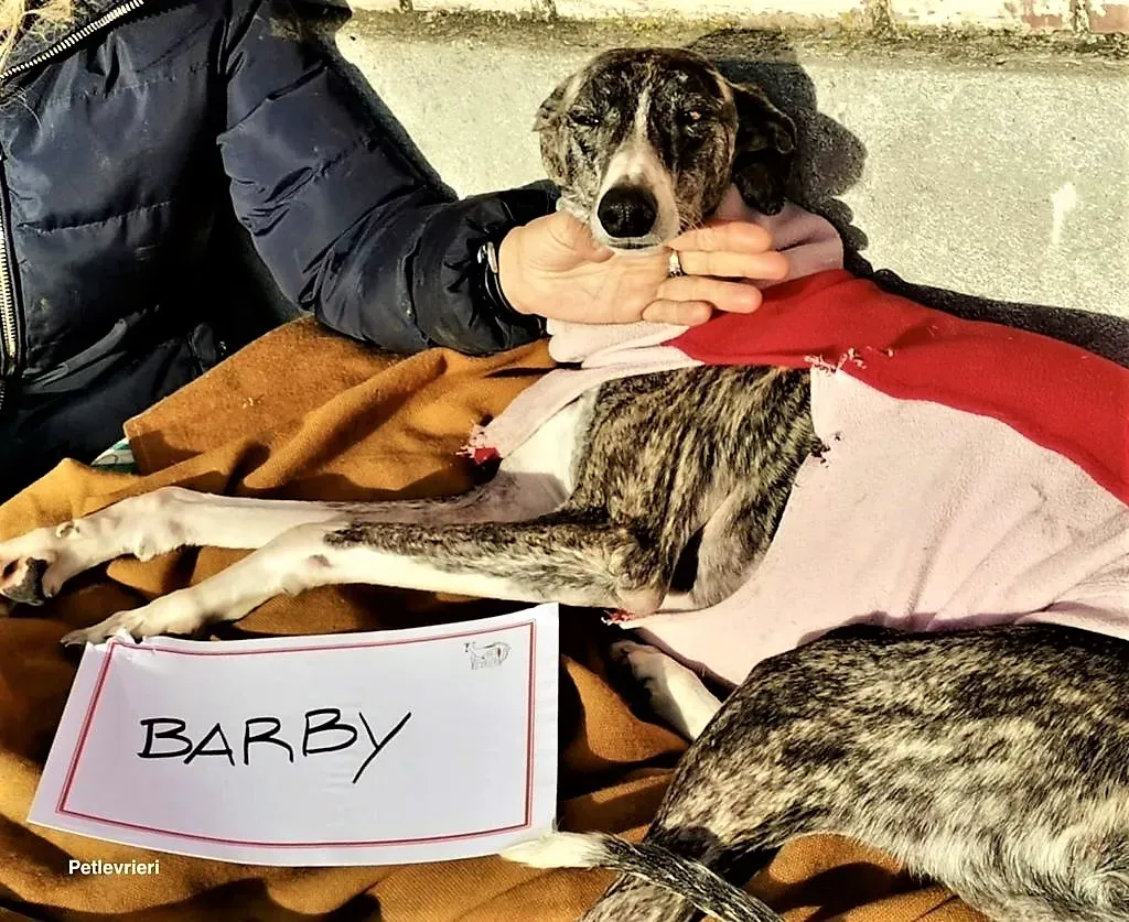 Barby adozione levrieri galgo 03 1024x837 1