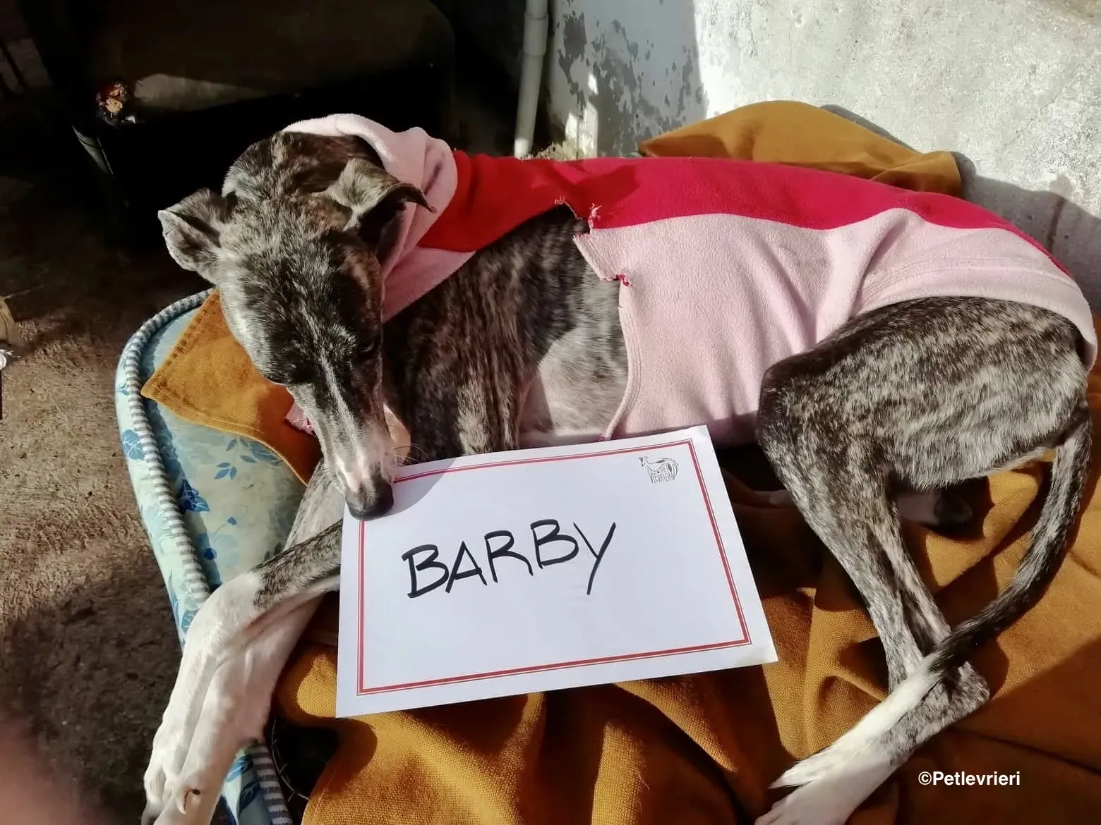 Barby adozione levrieri galgo 04