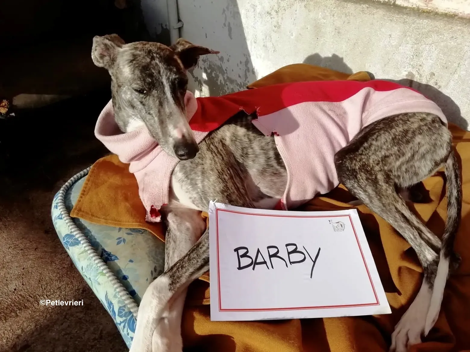 Barby adozione levrieri galgo 05