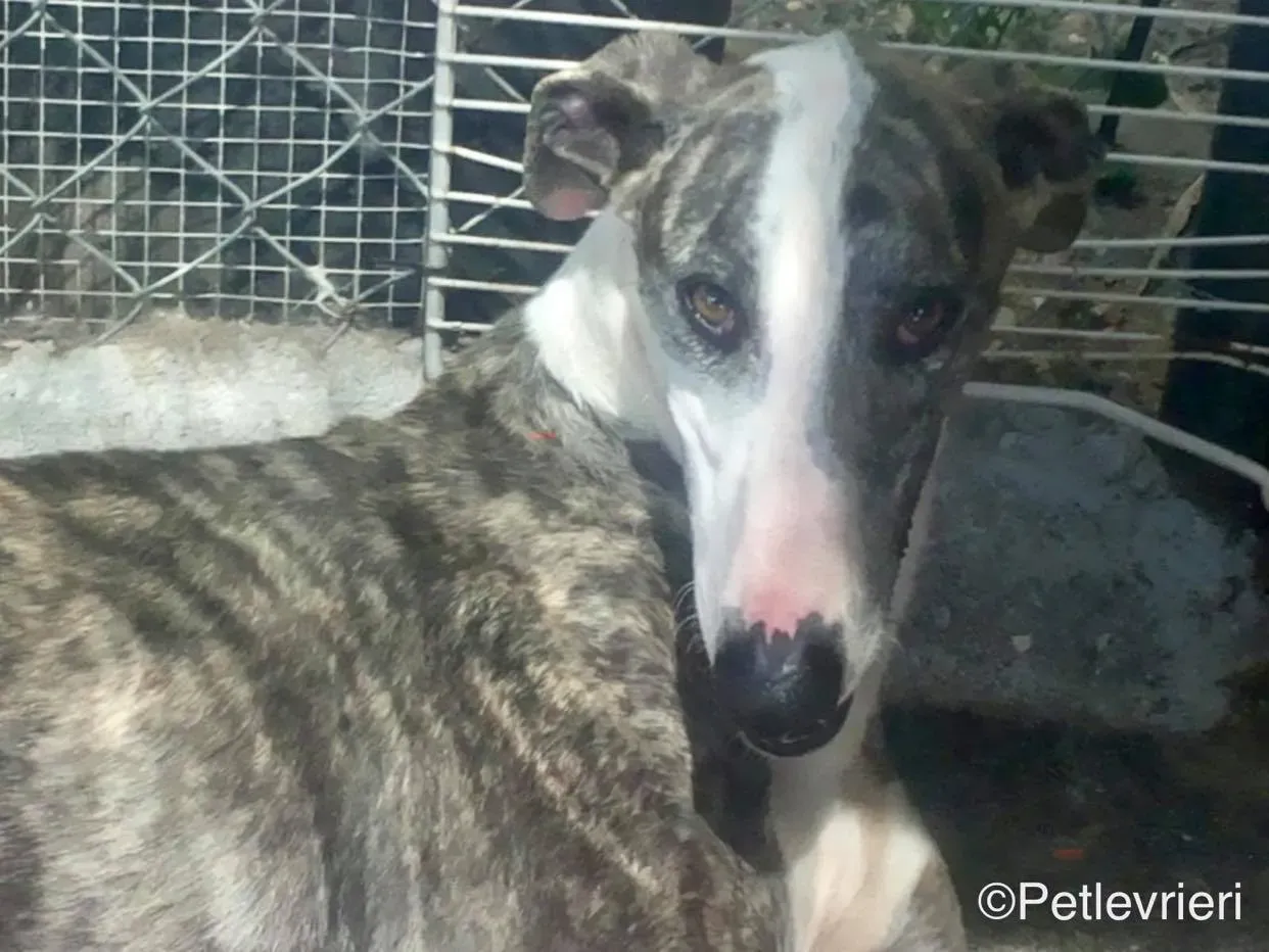 Barci adozione levrieri galgo 01