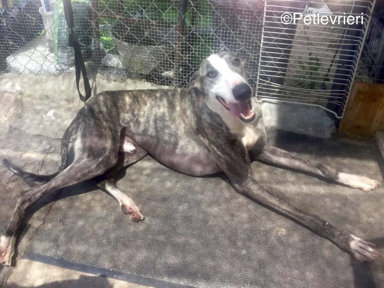 Barci adozione levrieri galgo 02