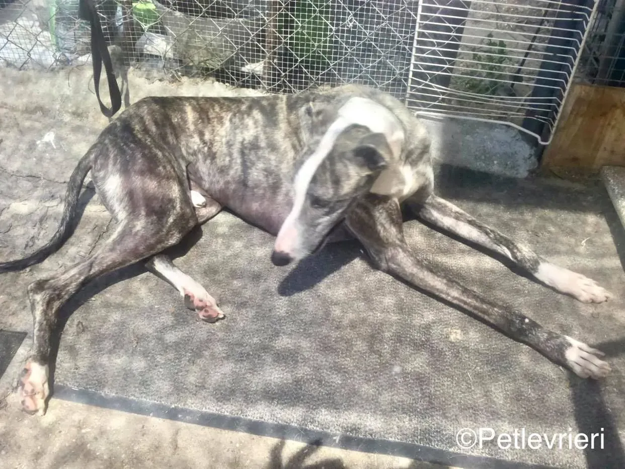 Barci adozione levrieri galgo 03