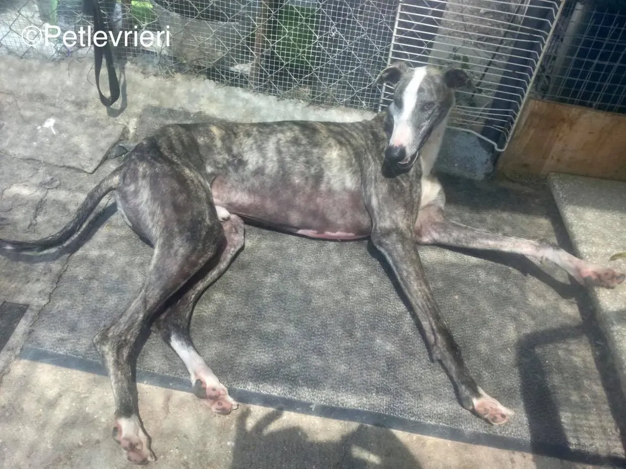 Barci adozione levrieri galgo 04