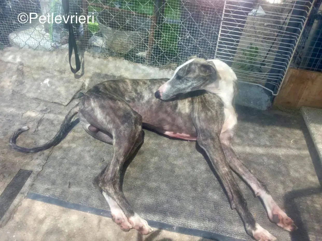 Barci adozione levrieri galgo 05