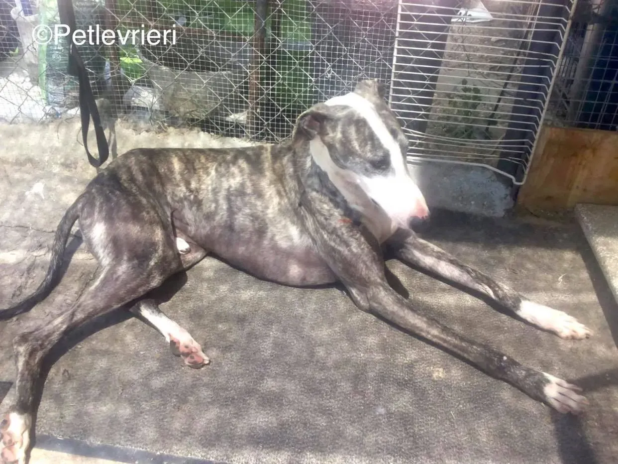 Barci adozione levrieri galgo 07