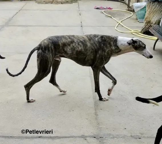 Barci adozione levrieri galgo 10