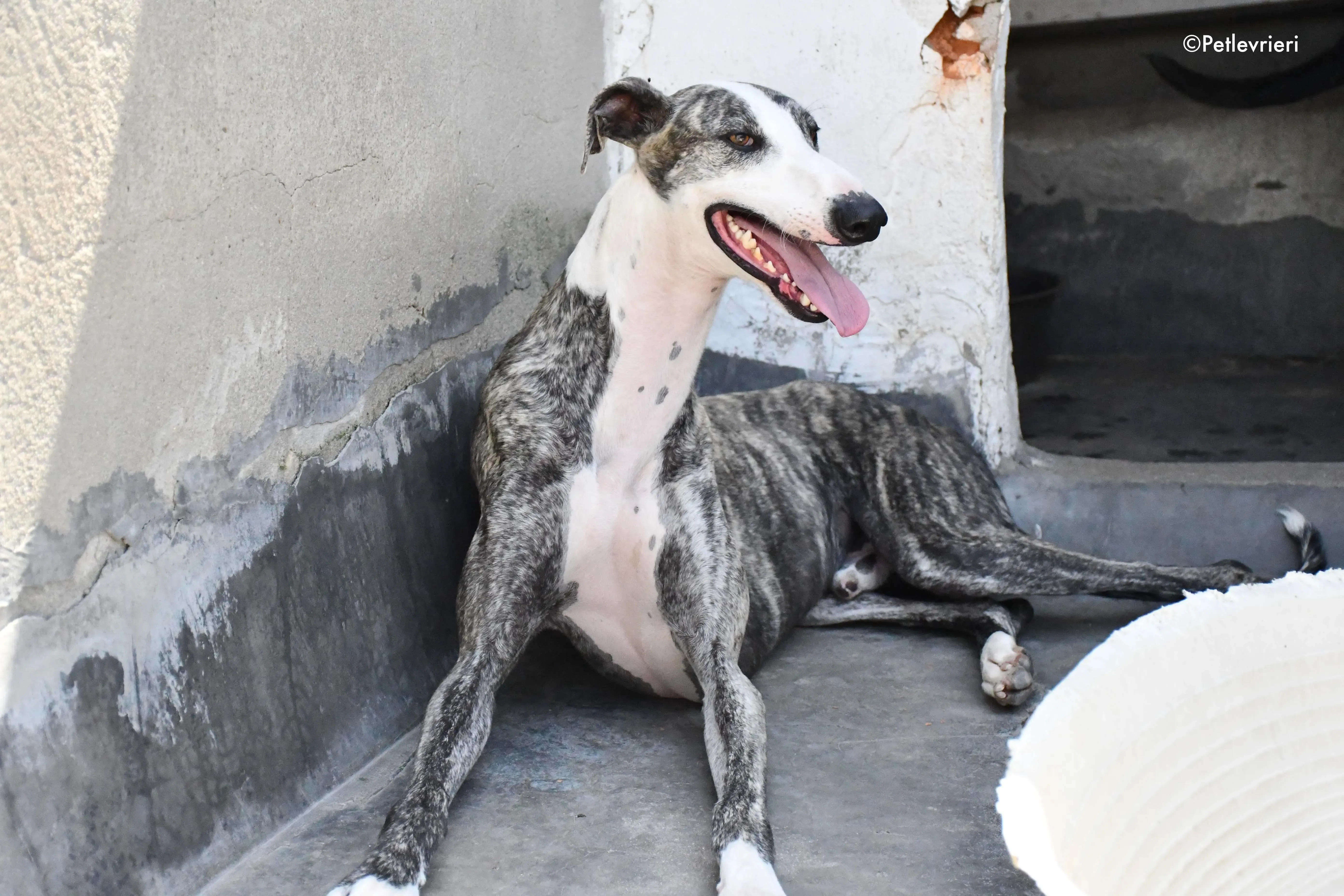 Barci adozione levrieri galgo 4