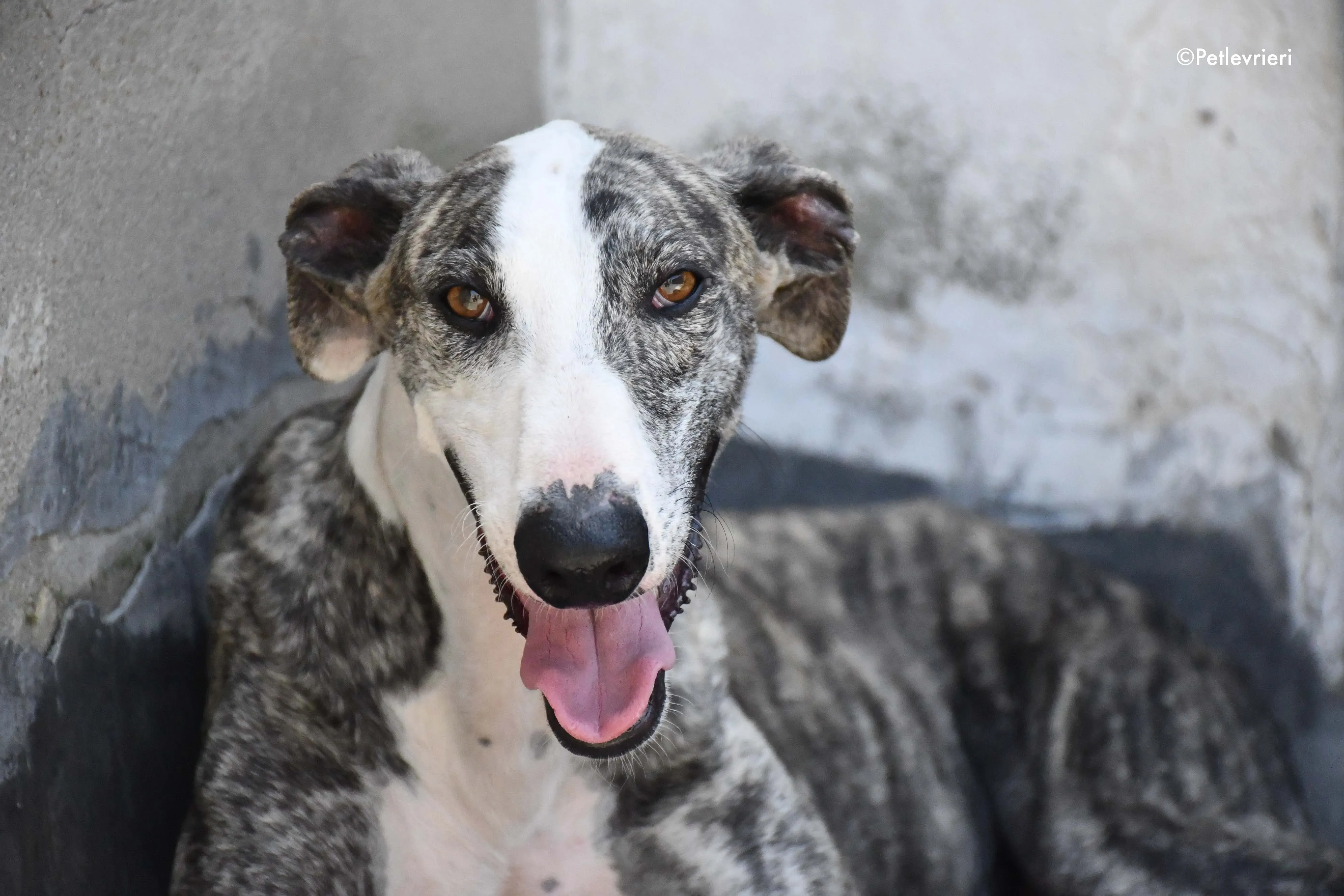 Barci adozione levrieri galgo 7