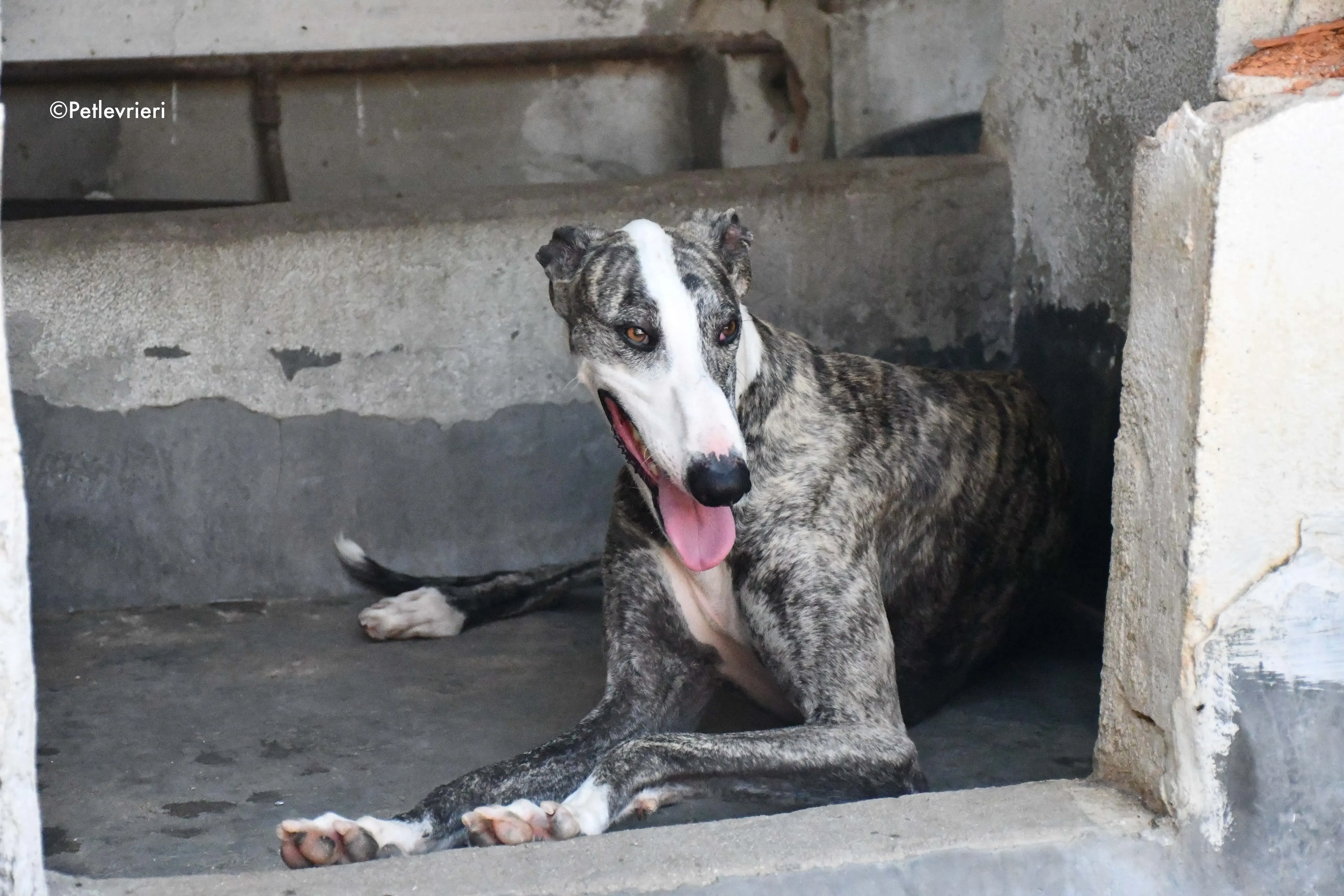 Barci adozione levrieri galgo 9