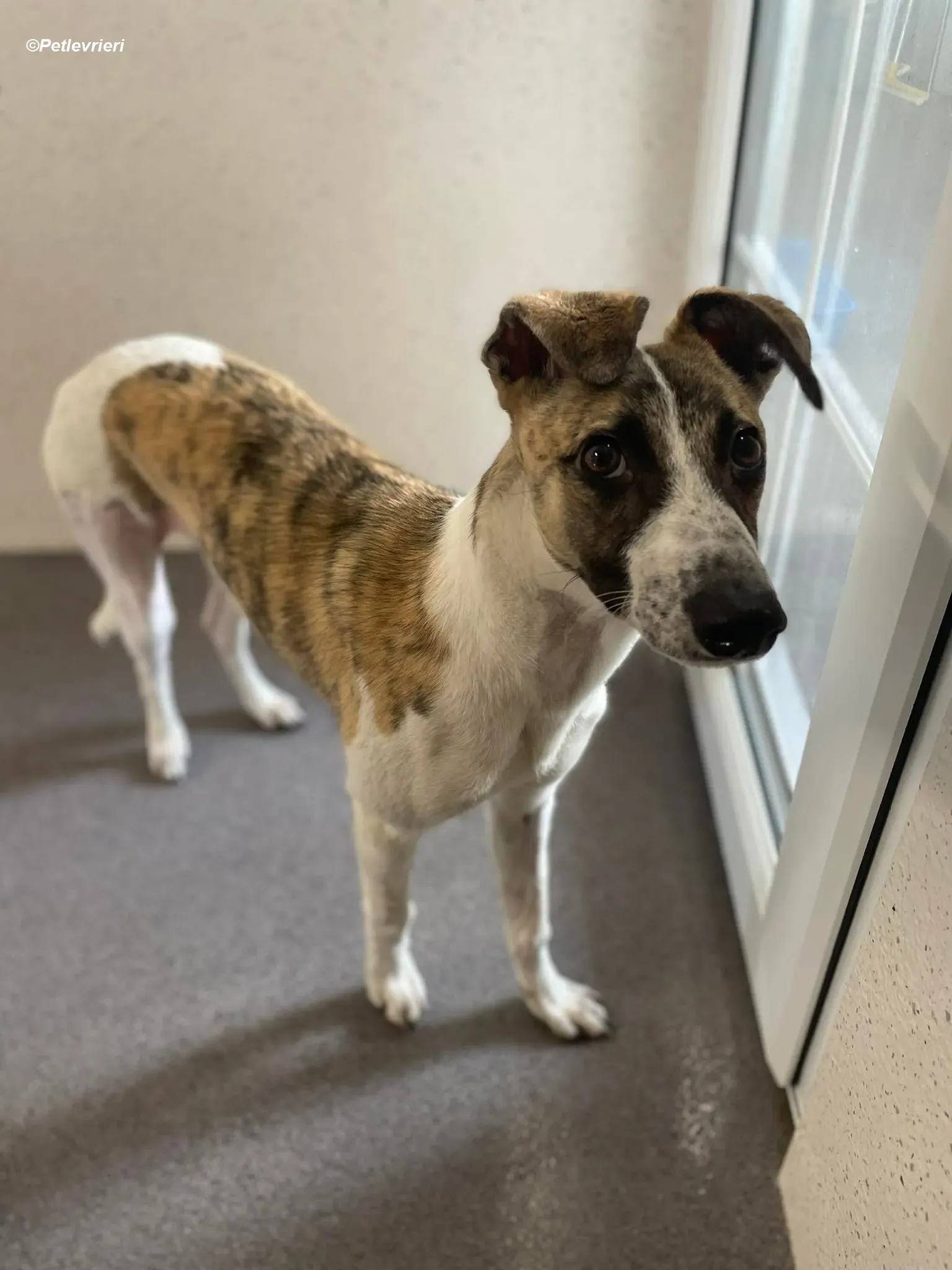 Bart adozione levrieri greyhound 1