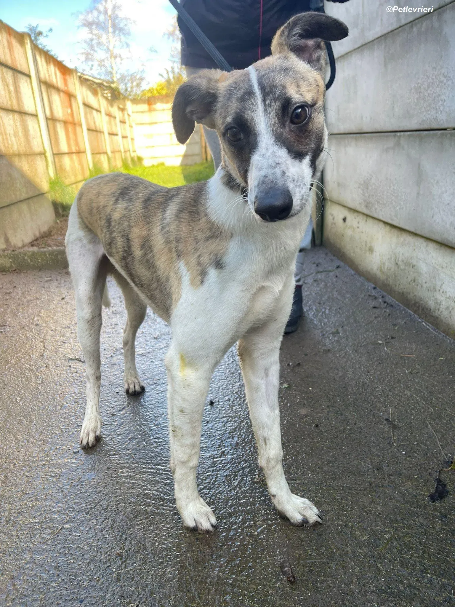 Bart adozione levrieri greyhound 10