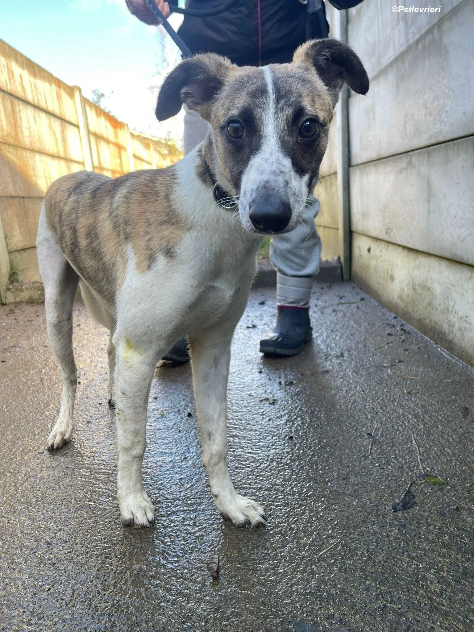 Bart adozione levrieri greyhound 11