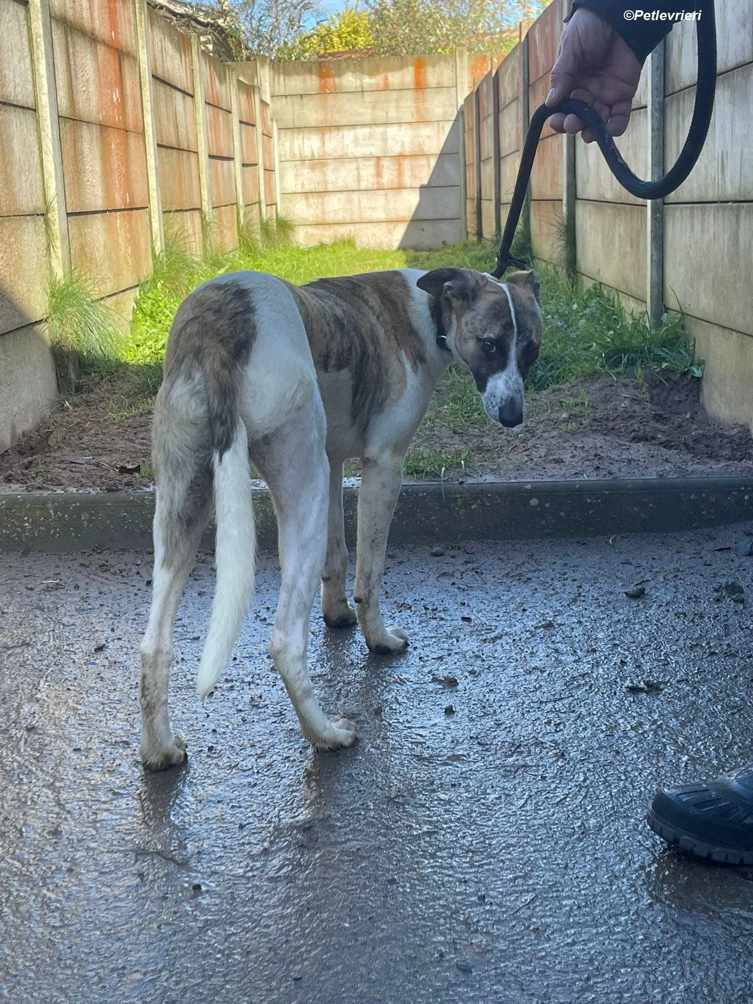 Bart adozione levrieri greyhound 12