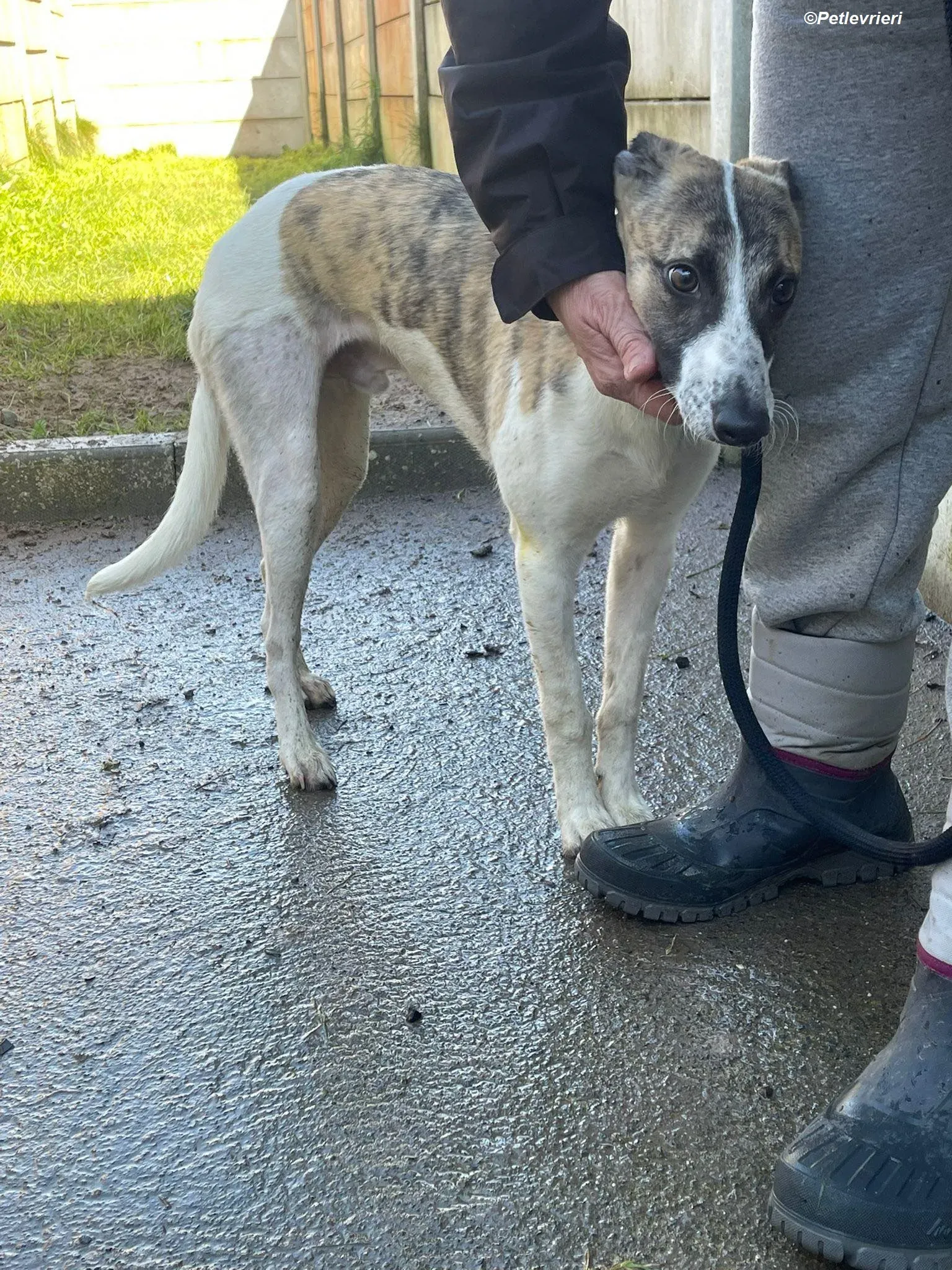 Bart adozione levrieri greyhound 13