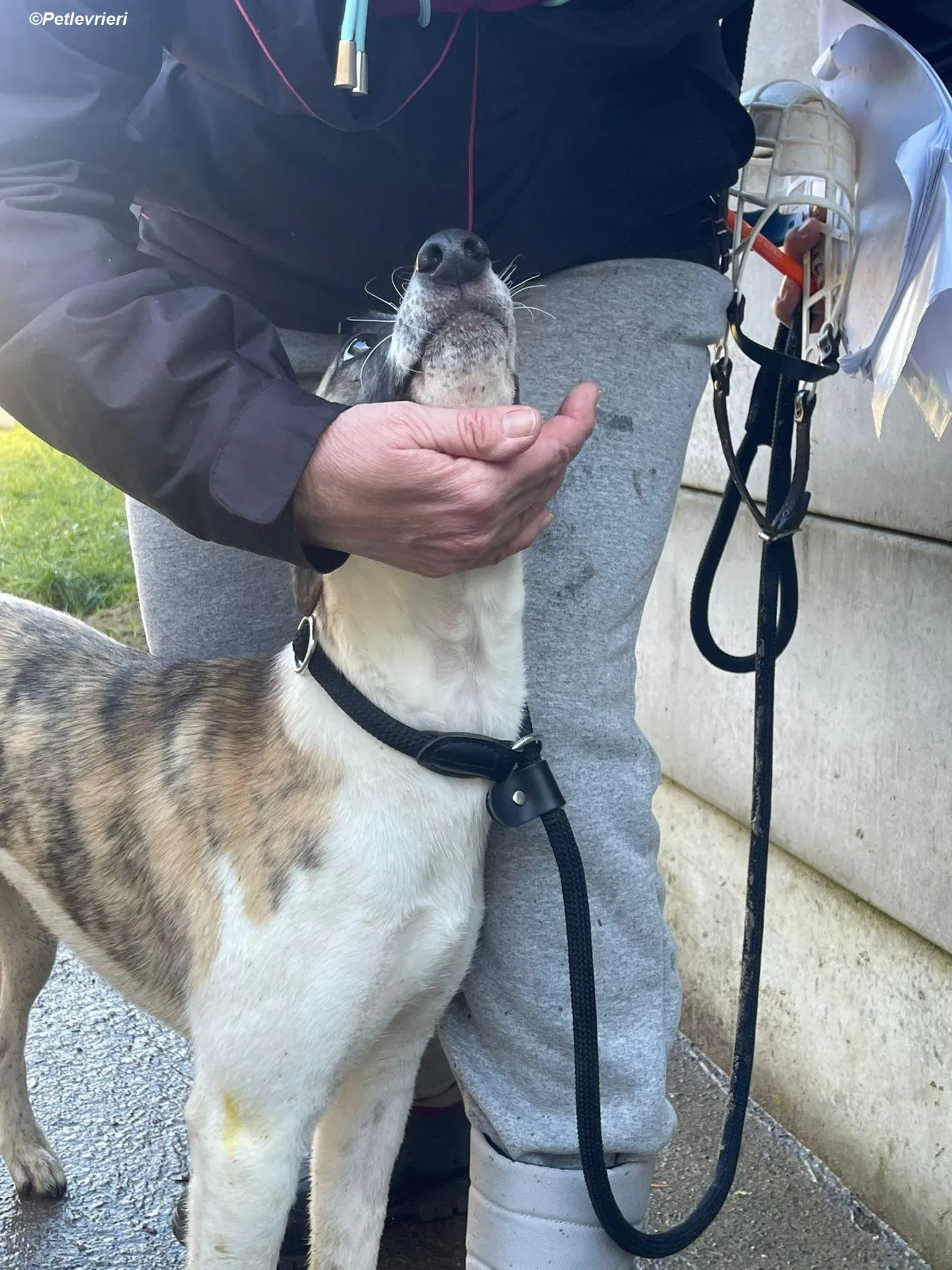 Bart adozione levrieri greyhound 14