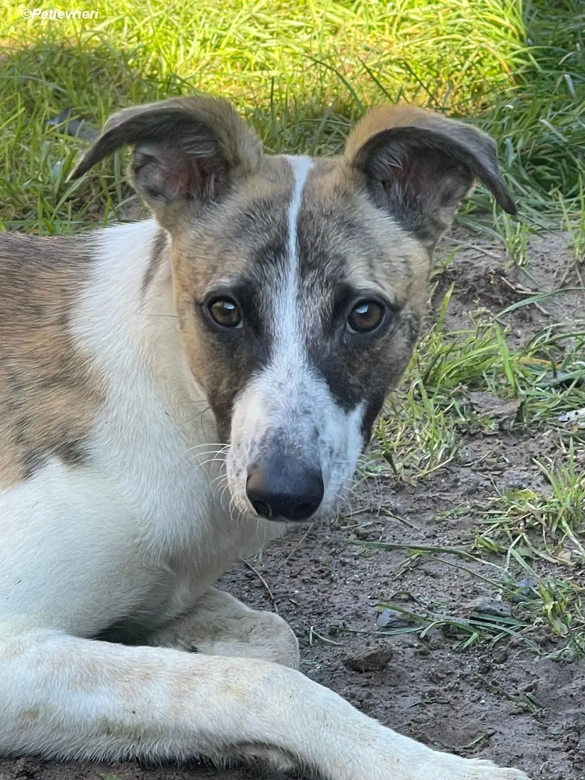 Bart adozione levrieri greyhound 15