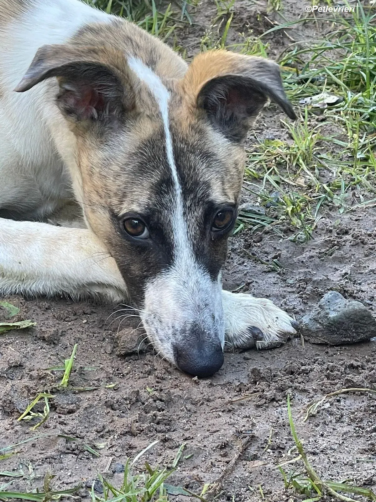 Bart adozione levrieri greyhound 16