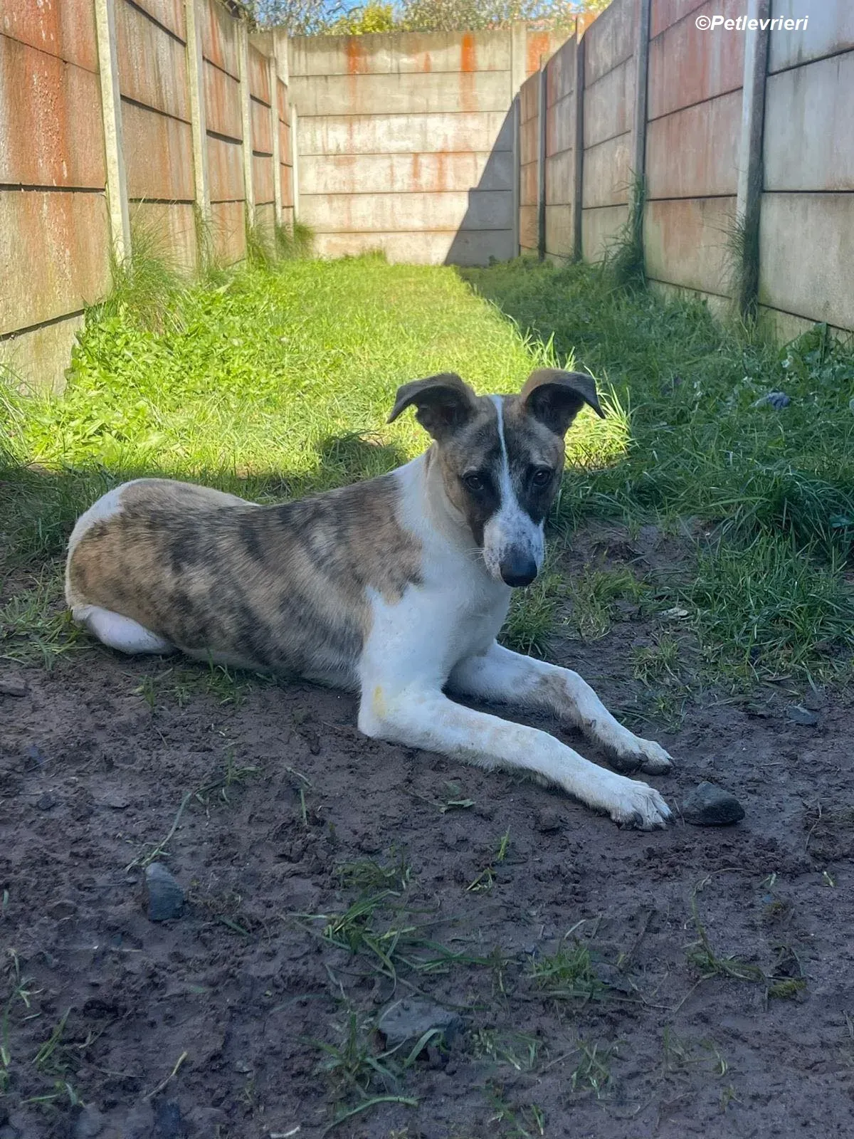 Bart adozione levrieri greyhound 17