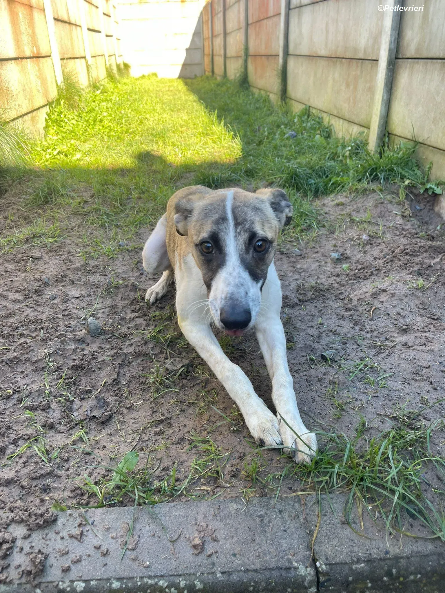 Bart adozione levrieri greyhound 18