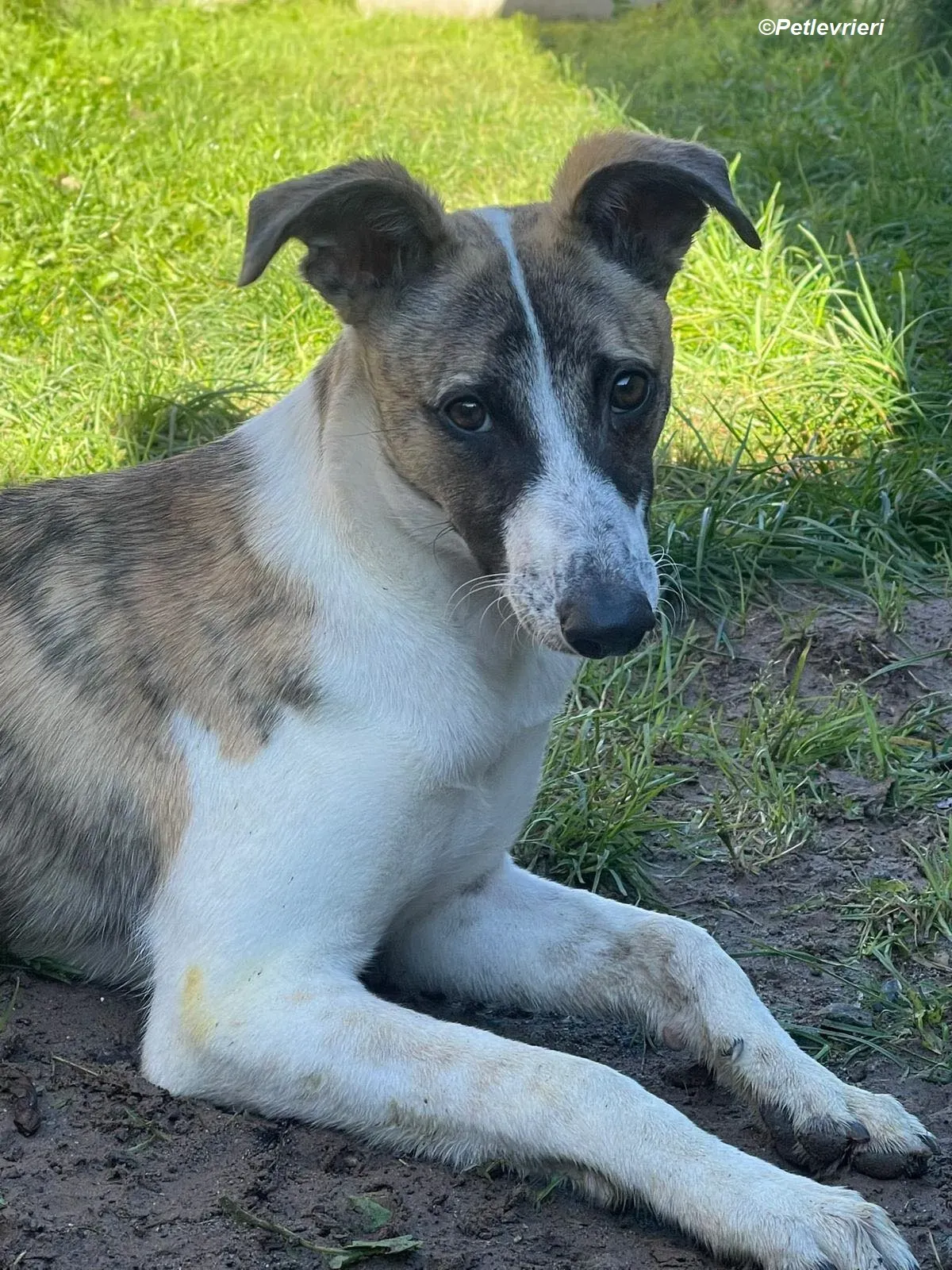 Bart adozione levrieri greyhound 19