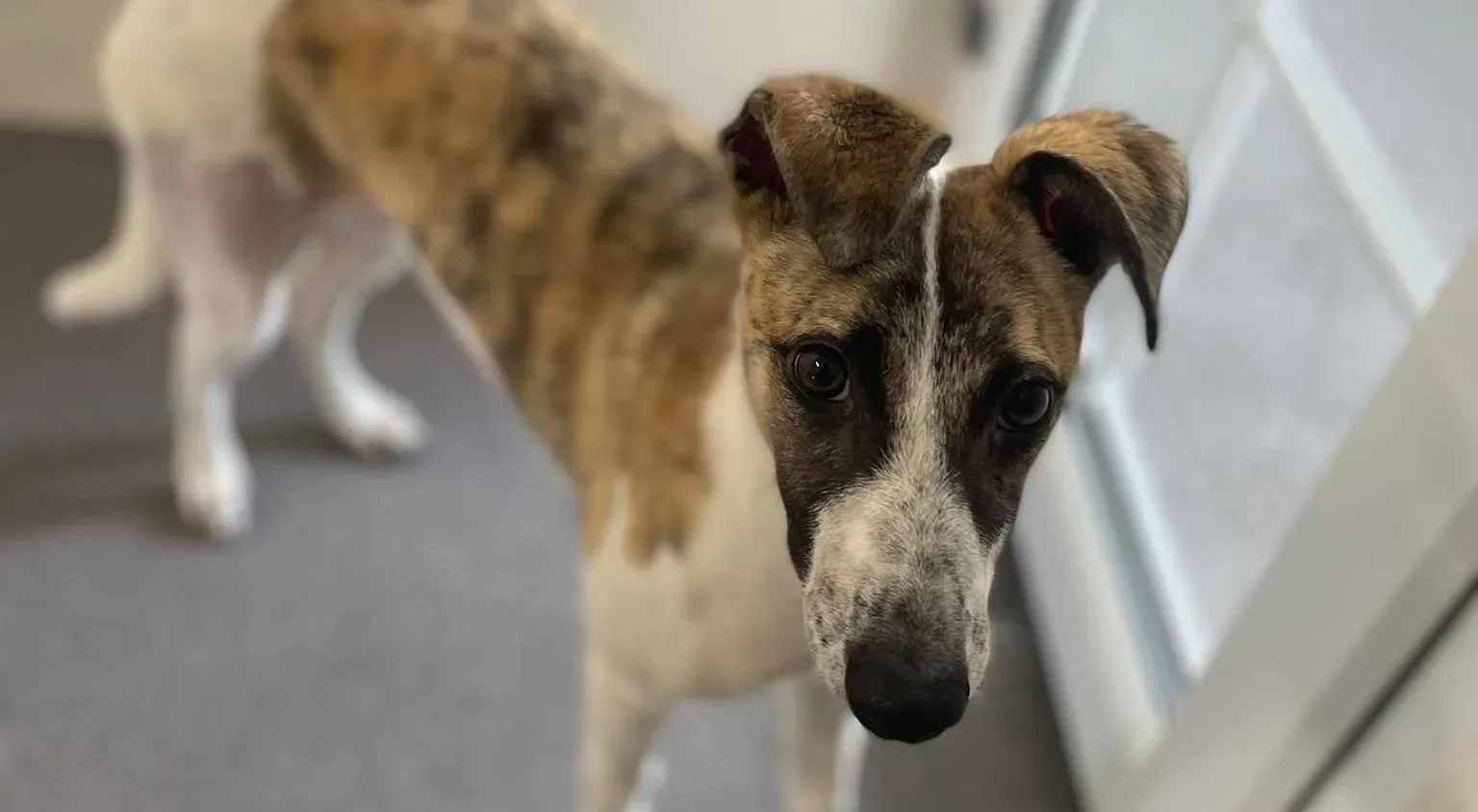 Bart adozione levrieri greyhound 2 e1666710009604