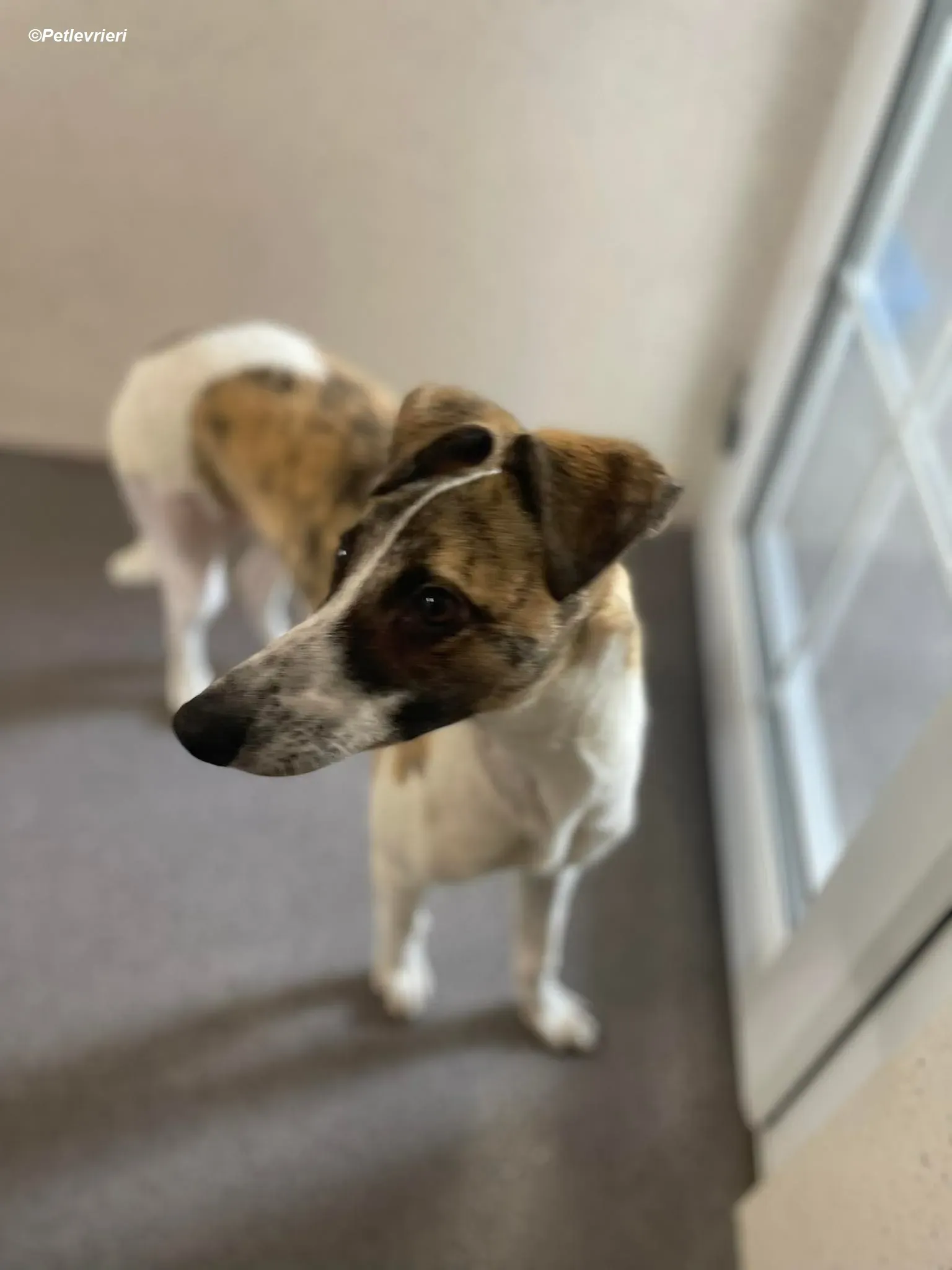 Bart adozione levrieri greyhound 3